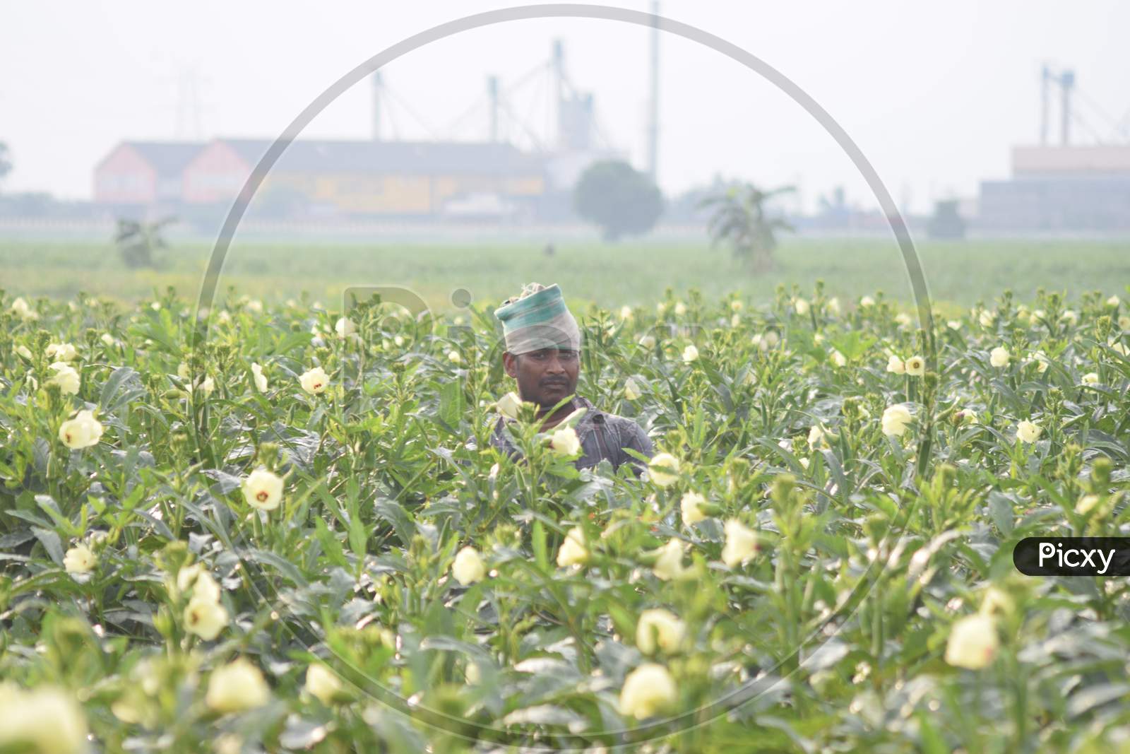 Farmers during lockdown amid coronavirus or covid-19 outbreak in India