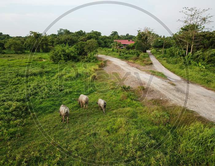 Buffaloes On Green Field Beside Rural Path.