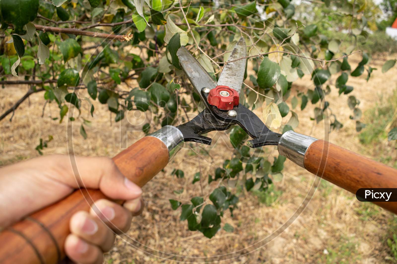 hands holding gardening scissors to trim the plants