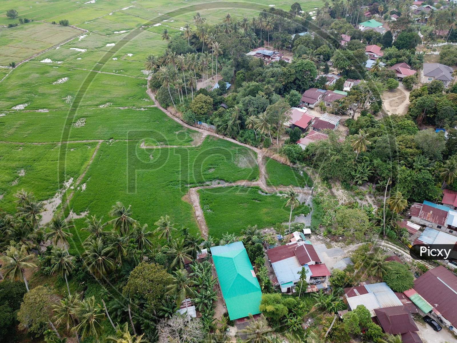 Drone View Malays Kampung Beside Green Paddy Field.