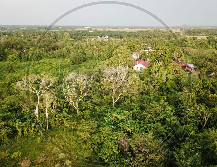Aerial View Bald Trees At Green Rural Area At Malays Village.
