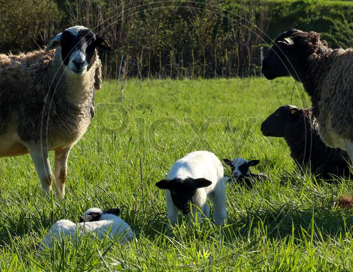 Lamb Surrounded By Sheep In The Grass On A Spring Day In Germany.