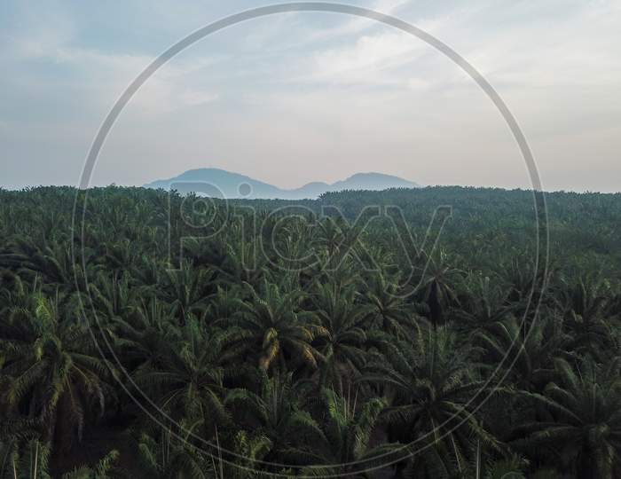 Oil Palm Plantation. Aerial View.