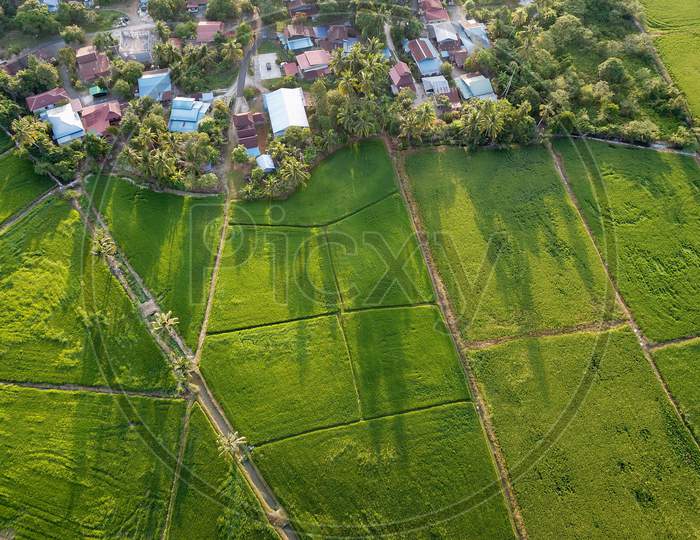 Drone View Amazing Green Scenery At Paddy Field Beside Kampung House At Bukit Mertajam, Penang.