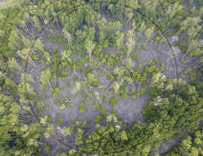 Aerial View Mangrove Trees Fall Down At Forest.