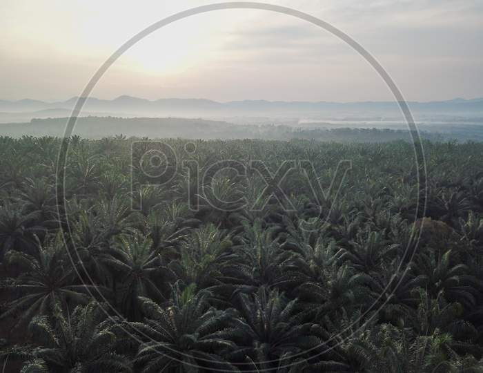 Oil Palm Plantation During Sunrise