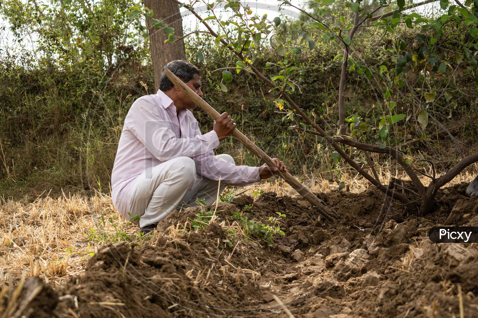 Preparation of pits around plum trees for watering and hoeing or gudai around the trees by farmer using shovel