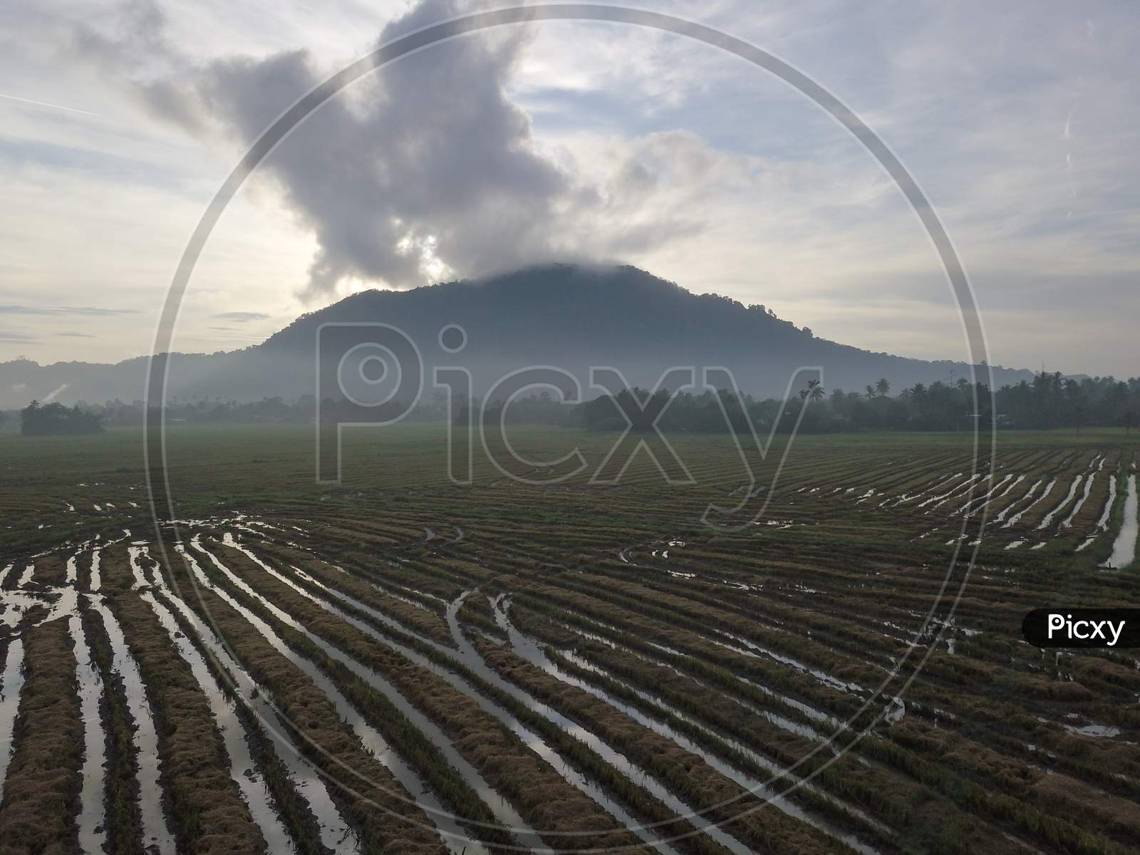 Aerial View Paddy Field After Harvesting At Bukit Mertajam, Penang.