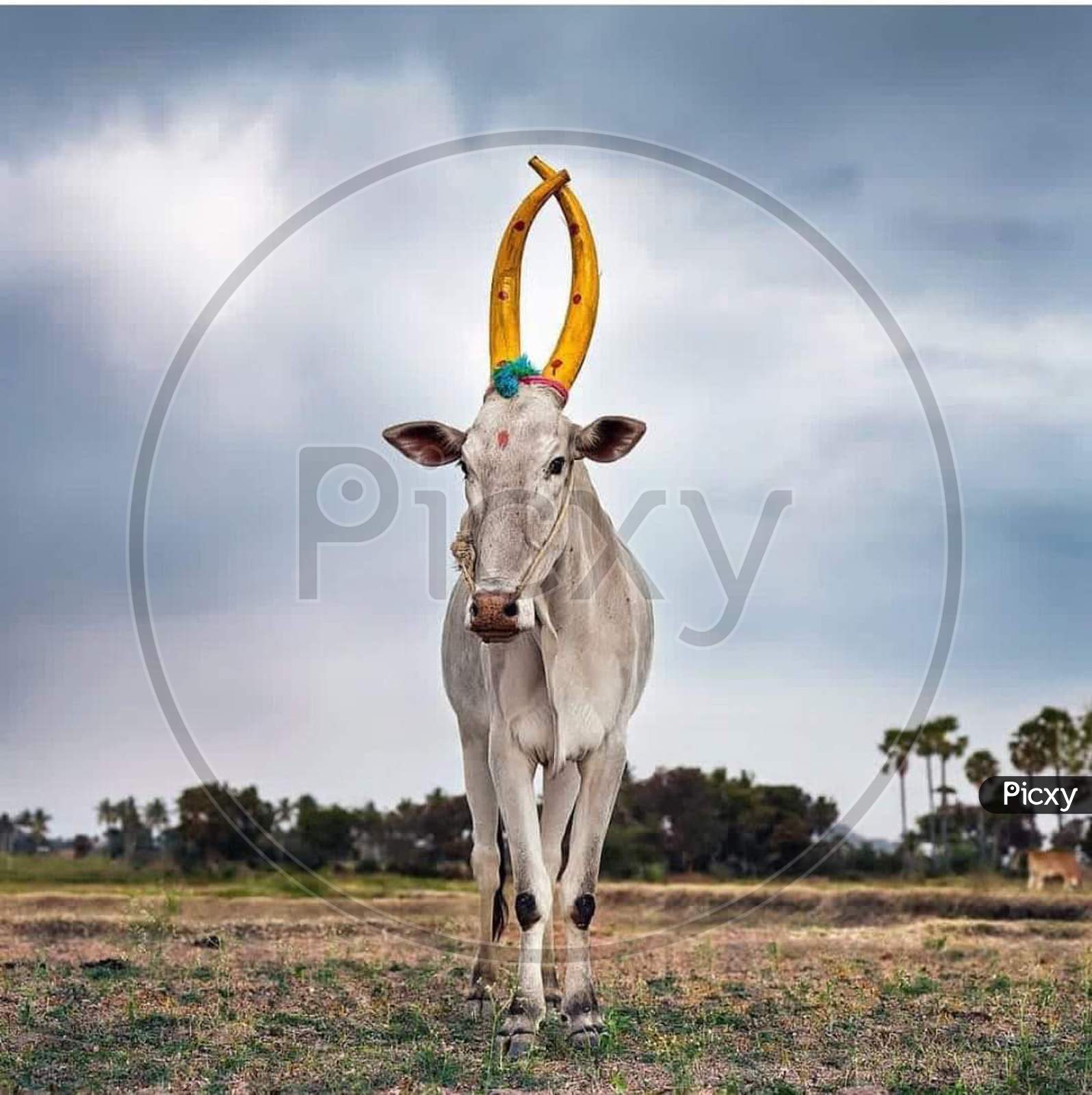 A cow in a village