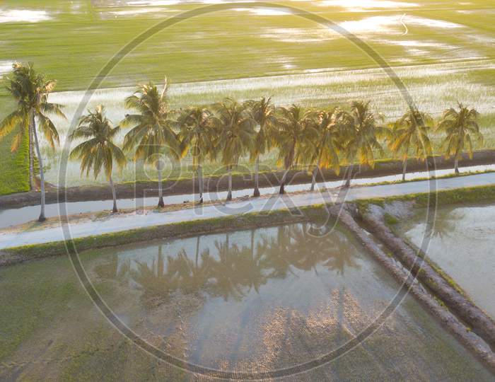 Aerial View Coconut Trees In Evening Light At Paddy Field.