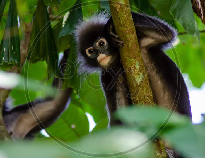 The Dusky Leaf Monkey, Langur At Penang Forest.