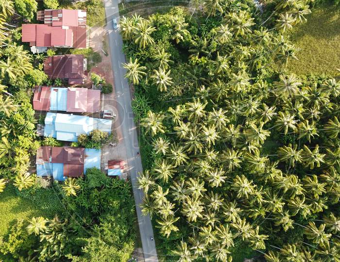 Aerial View Malays House Full With Coconut Trees In Kampung.