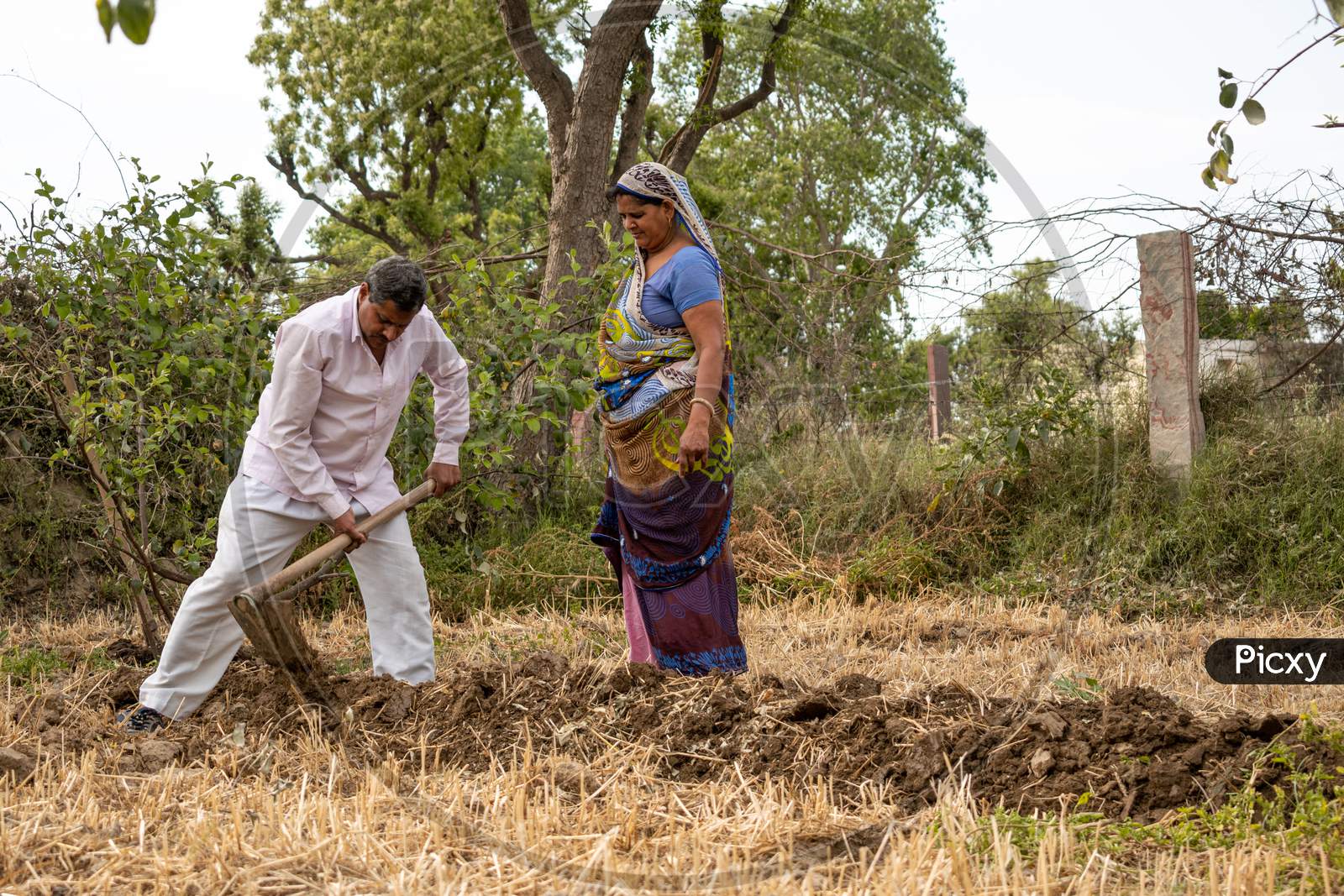 A farmer digging a field to make a way for watering the plum trees using spade