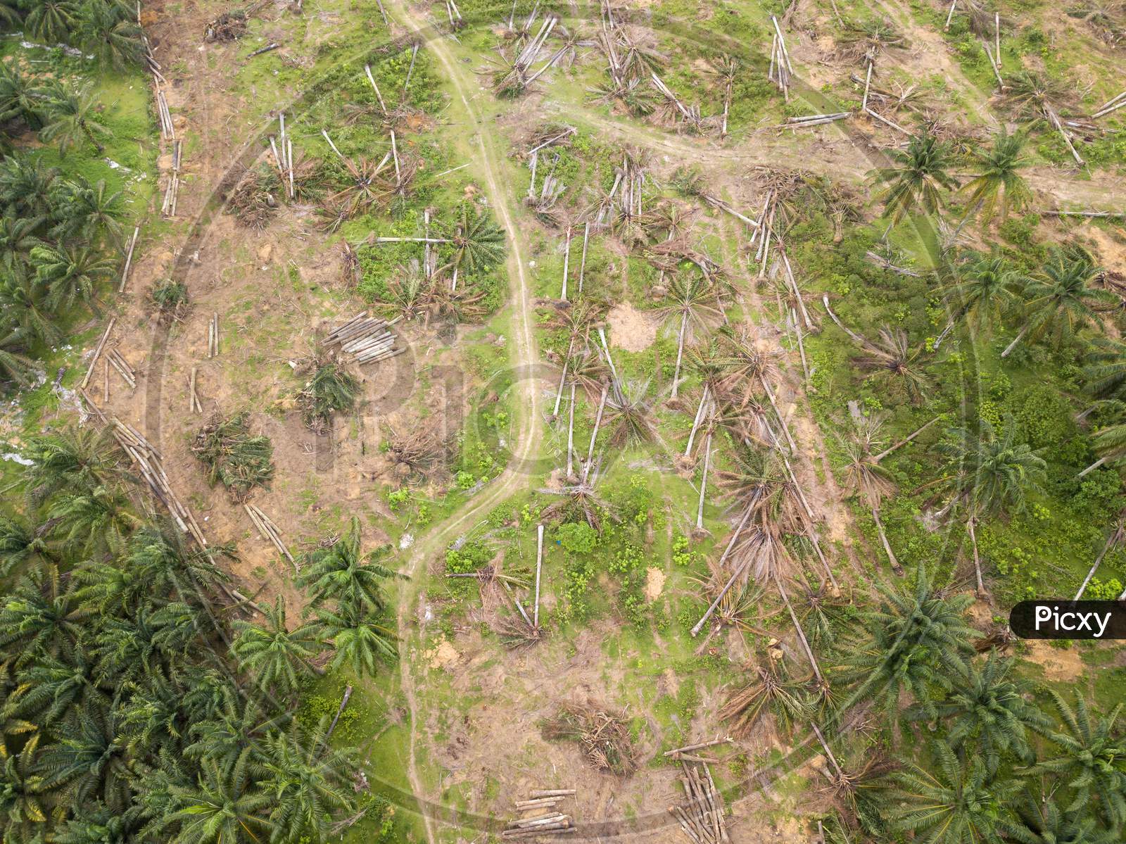 Aerial View Oil Palm Trees are Cleared For Other Plantation.