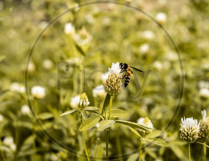 A honey bee collecting nectar from a plant in a field