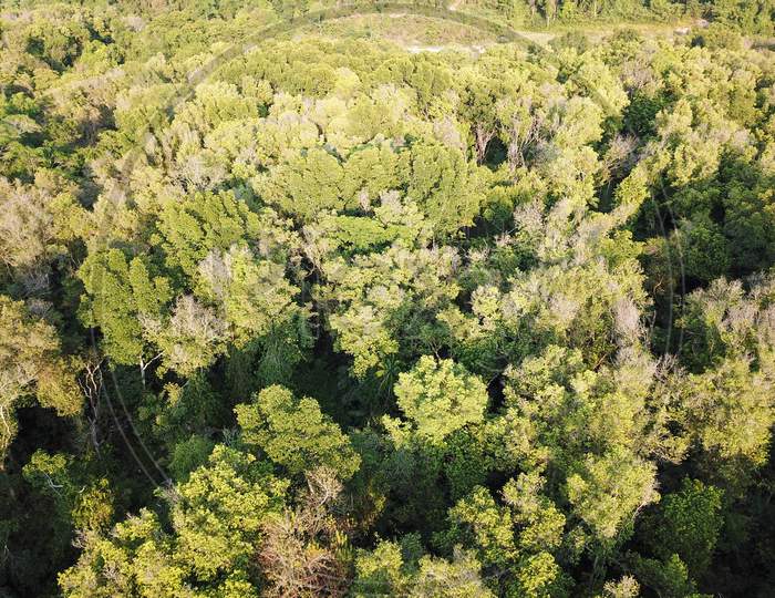 Aerial View Of A Lush Green Forest At Juru, Penang.