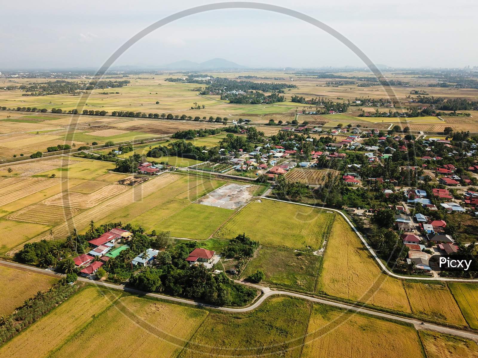 Drone View Paddy Field At Malays Village At Penaga.