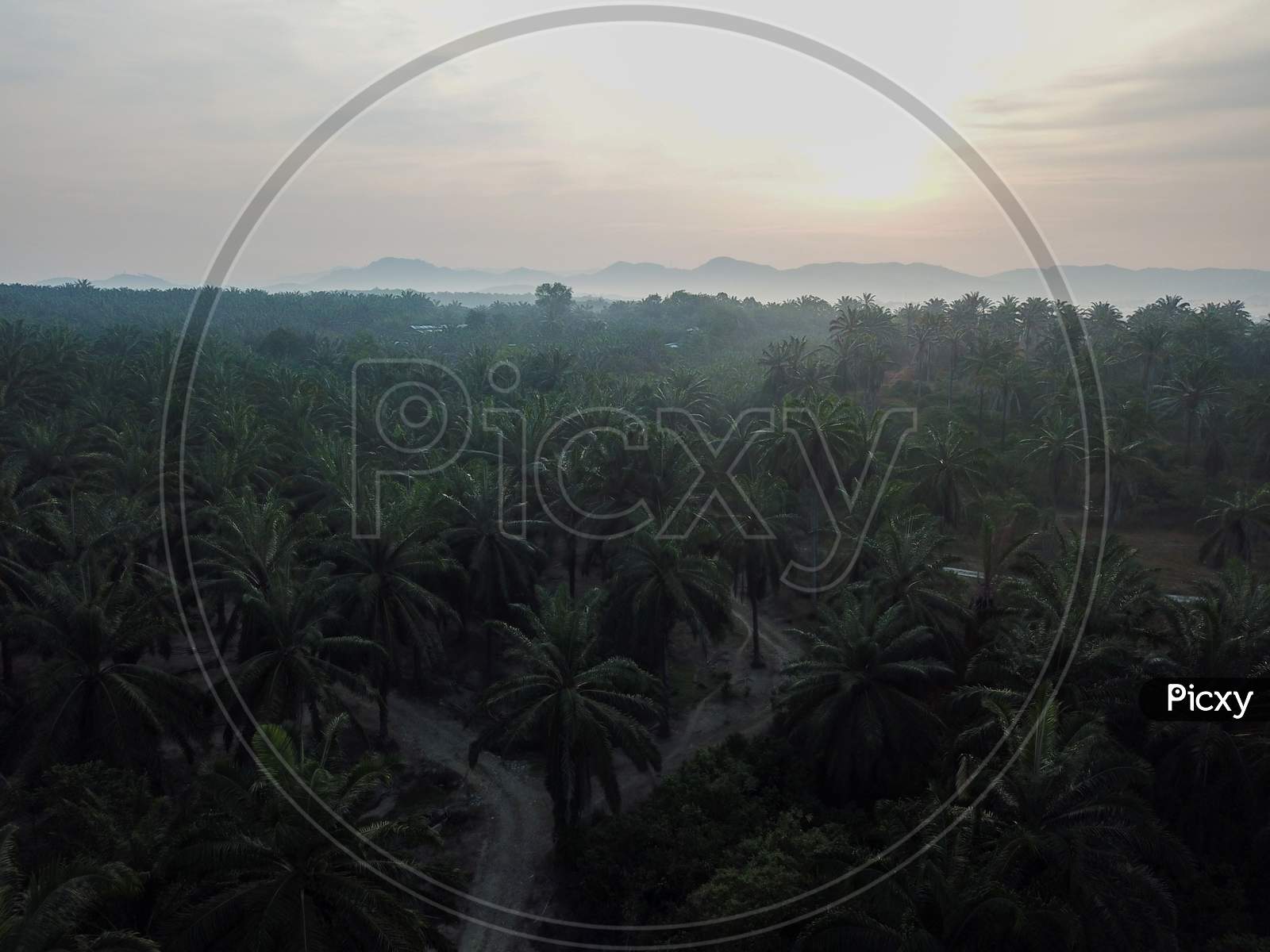 Oil Palm Plantation In Morning.