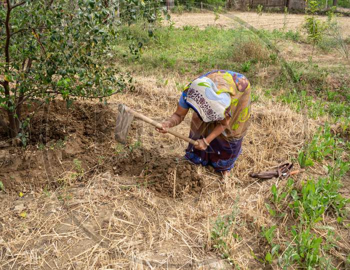 Preparation of pits around plum trees for watering and hoeing or gudai around the trees by farmer using spade