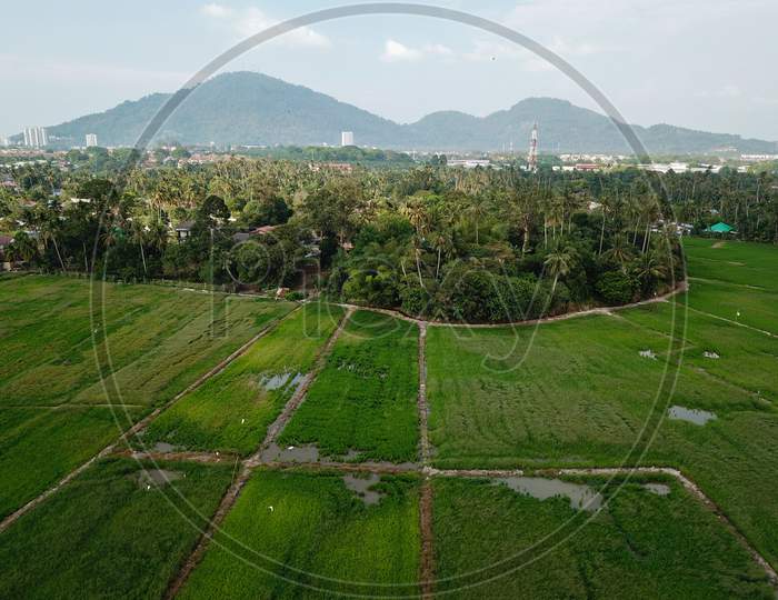 Drone View Green Paddy Field.