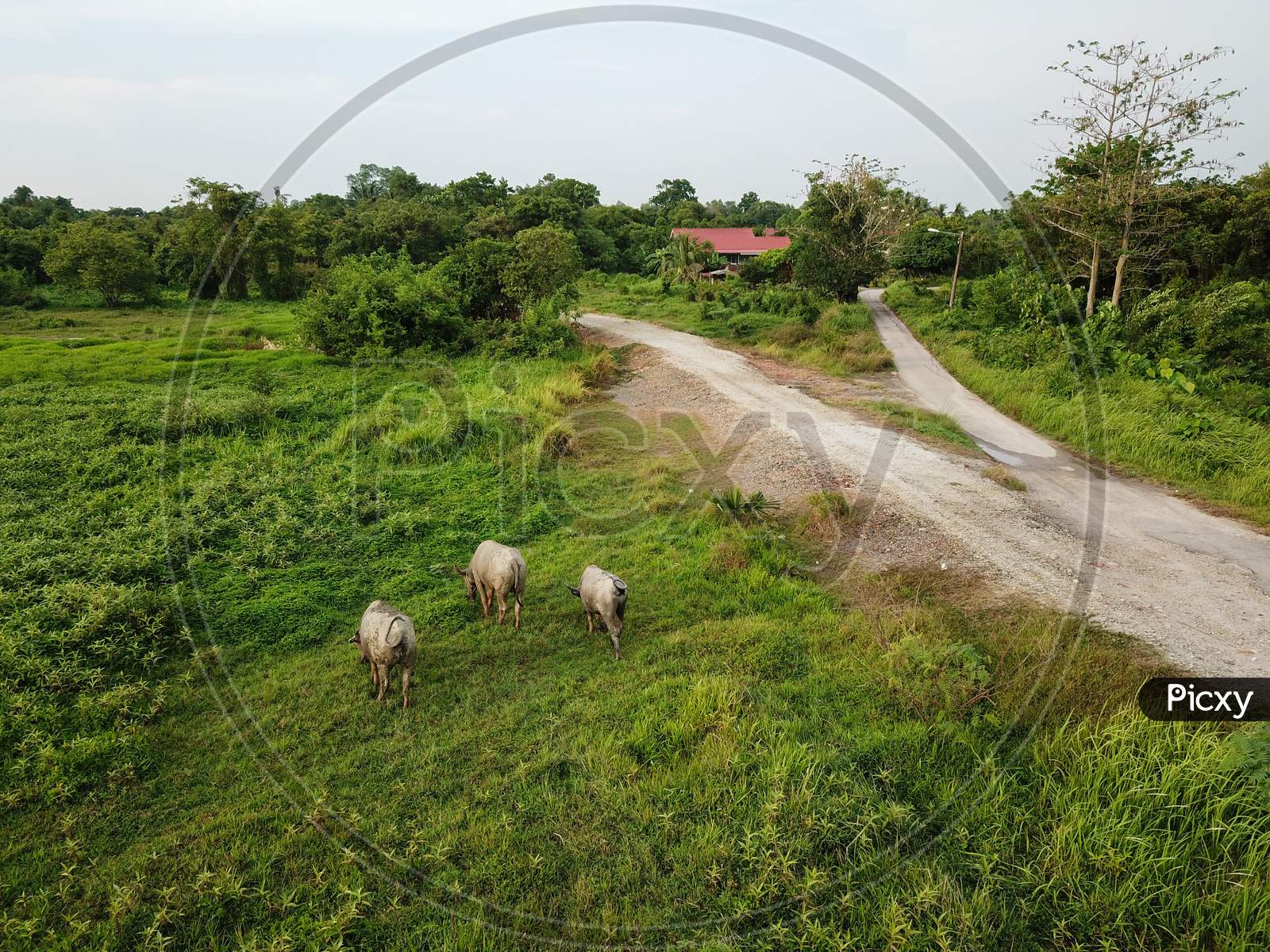 Buffaloes On Green Field Beside Rural Path.