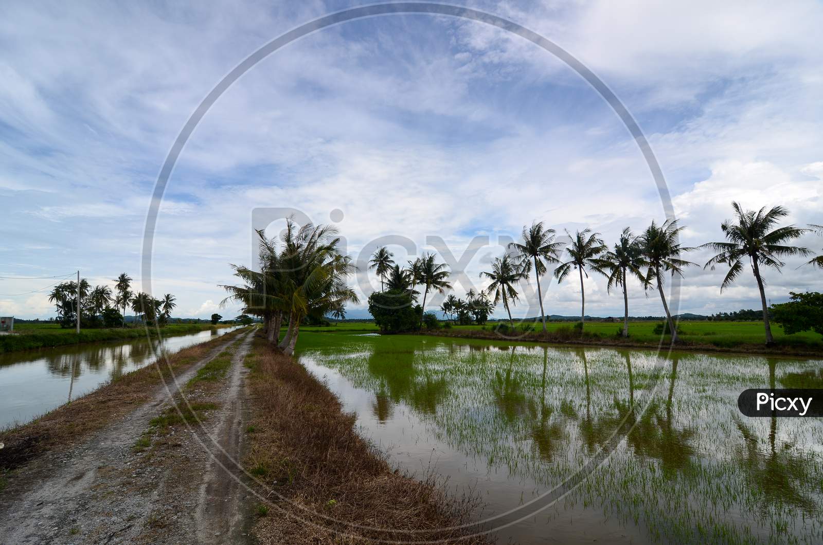 A Path In The Paddy Field During Water Season.