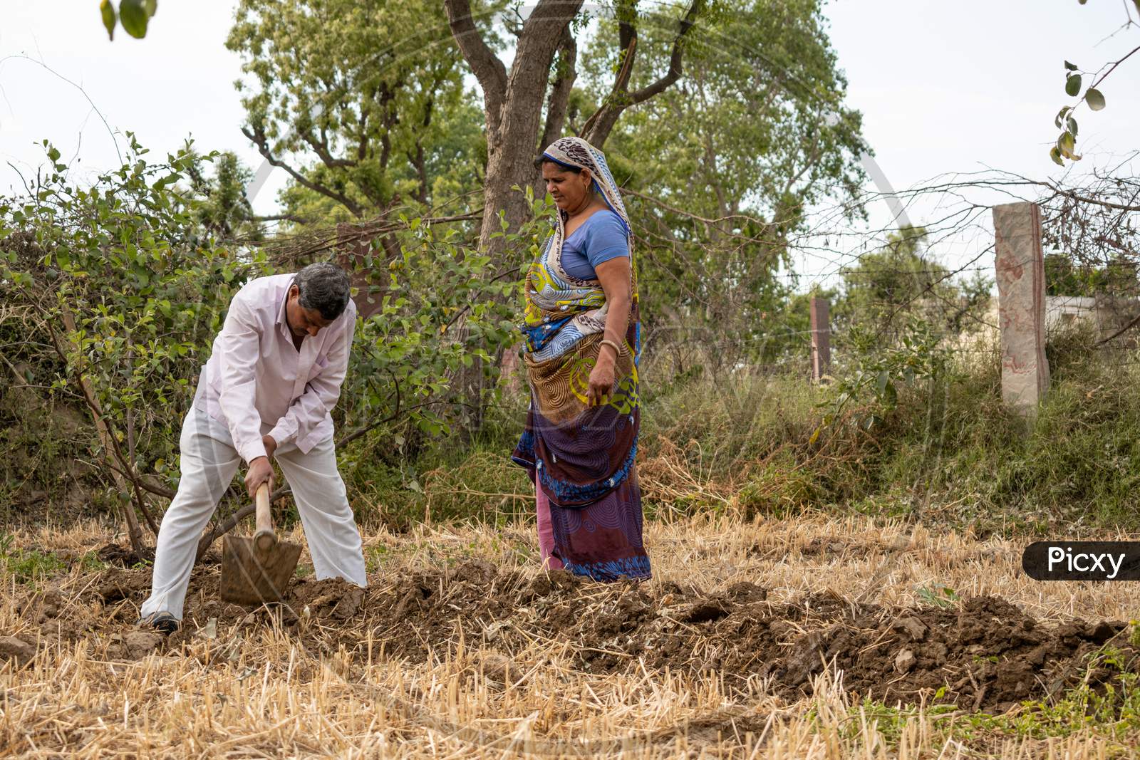 A farmer digging a field to make a way for watering the plum trees using spade