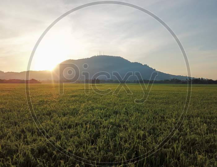 Aerial Ripe Paddy Field With A Hill At Background.