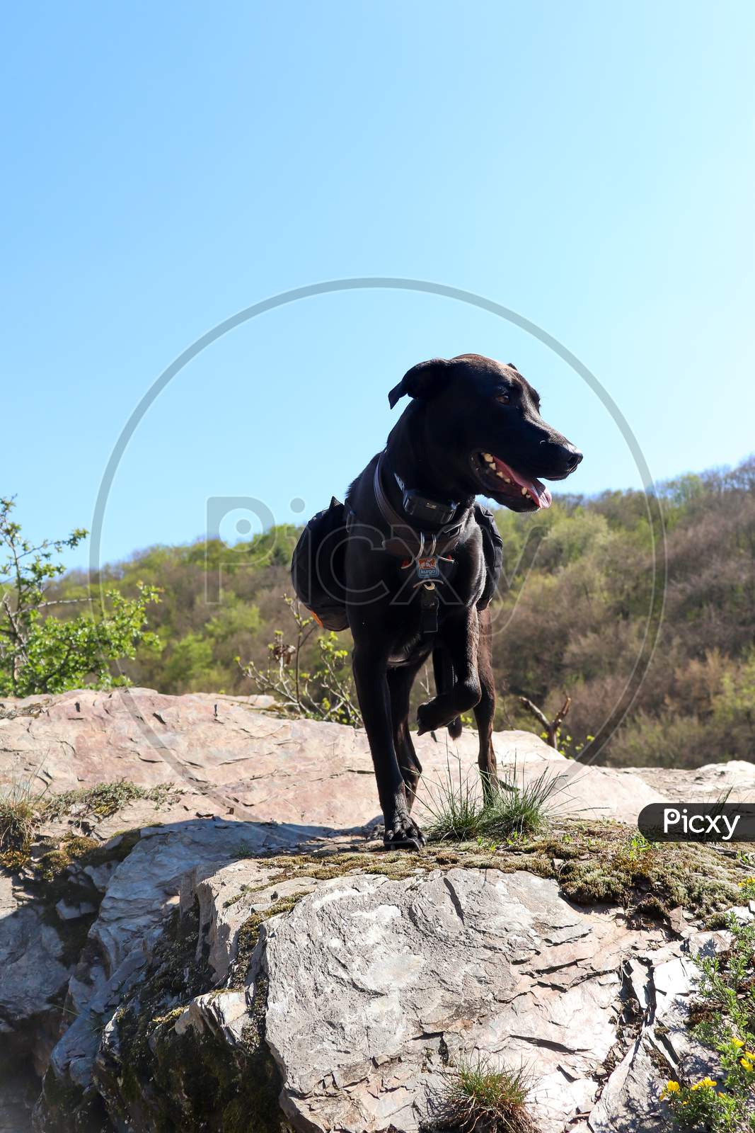 Image of Black Labrador Retriever Standing On A Rock With His Leg