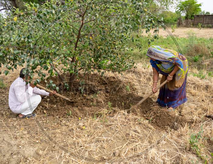 Preparation of pits around plum trees for watering and hoeing or gudai around the trees by farmers using spade and shovel