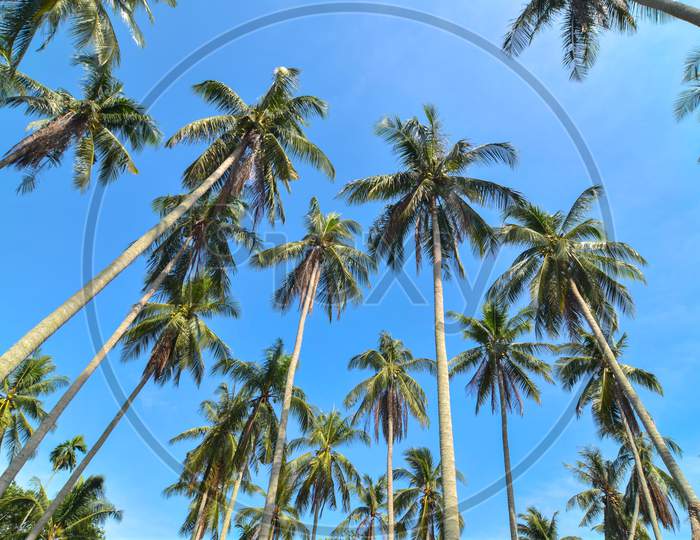 Low Angle Coconut Trees.