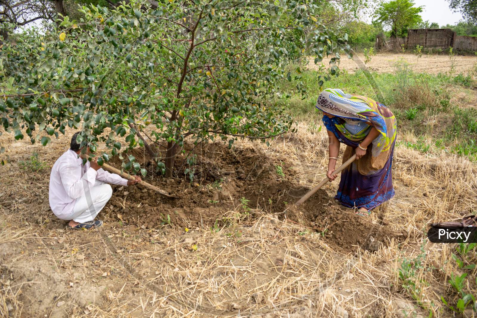 Preparation of pits around plum trees for watering and hoeing or gudai around the trees by farmers using spade and shovel