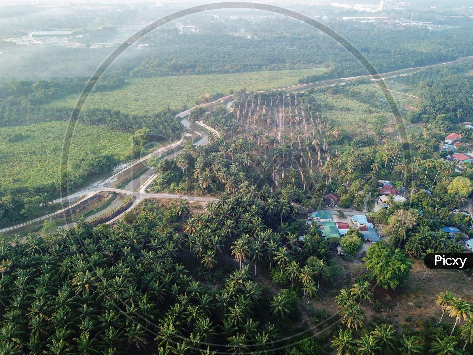Aerial View Green Oil Palm Tree Near Village.