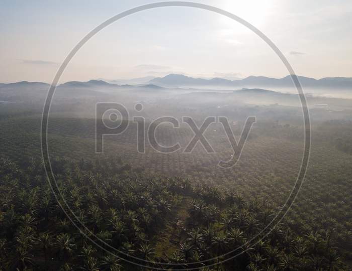 Aerial View Foggy Oil Palm Estate In Morning.