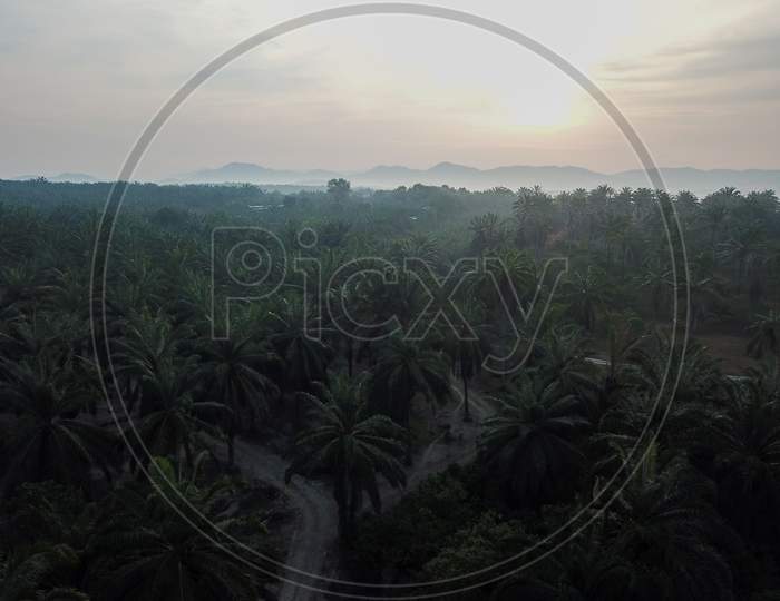 Oil Palm Plantation In Morning.
