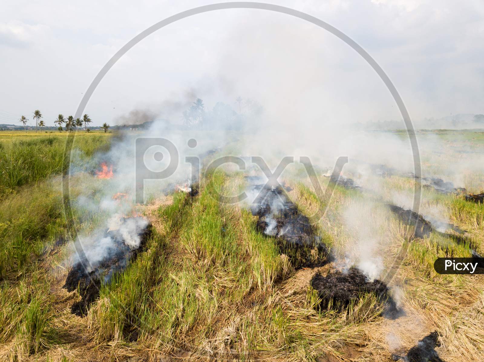 Aerial View Smoke Release From Burning Of Paddy Field.