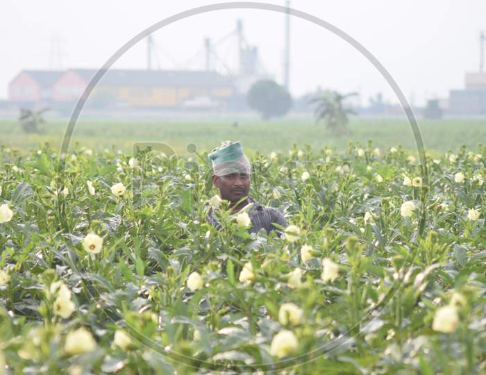 Farmers during lockdown amid coronavirus or covid-19 outbreak in India