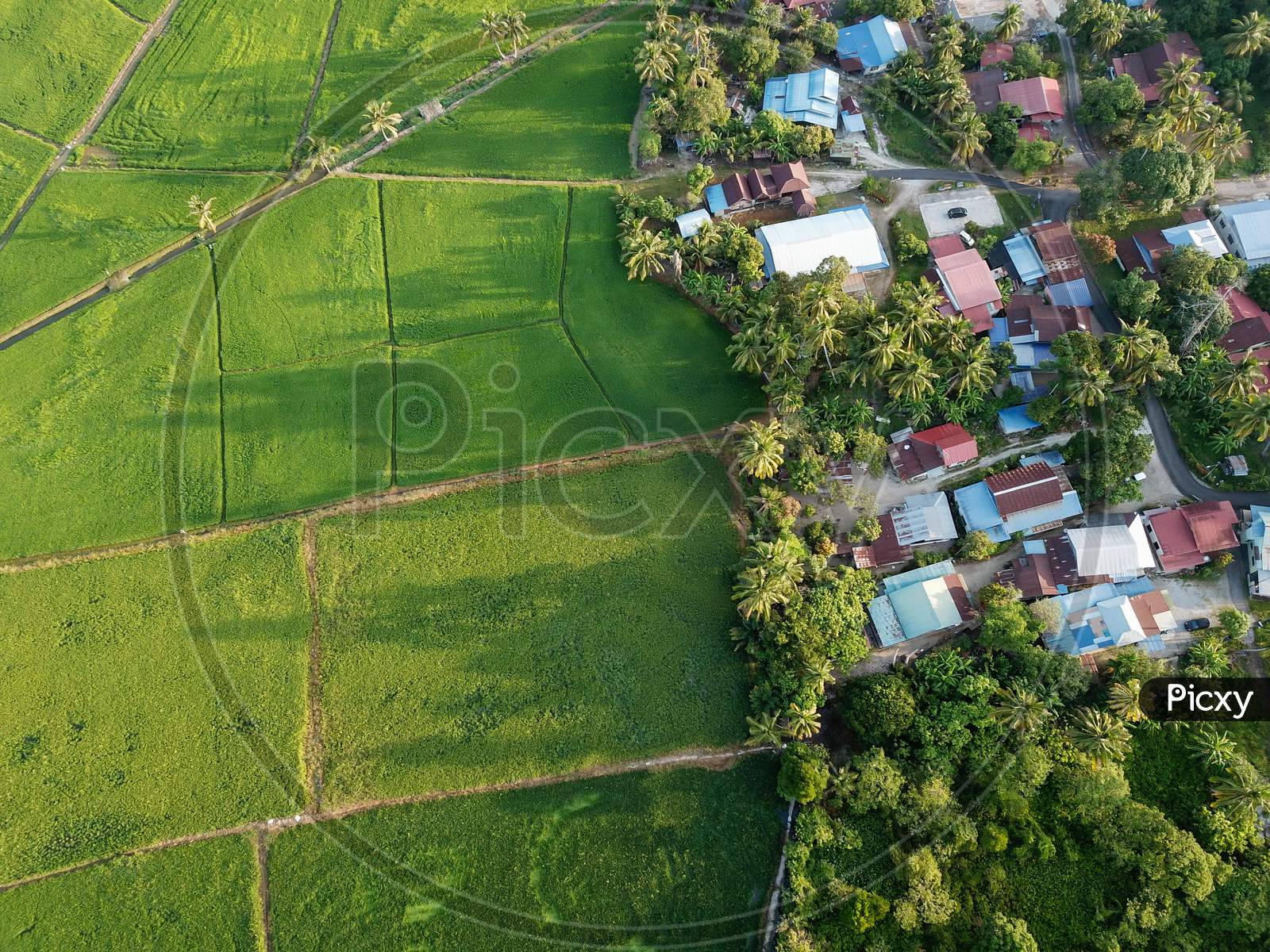 Aerial Top Down View Green Paddy Field And Trees In Morning At Bukit Mertajam.