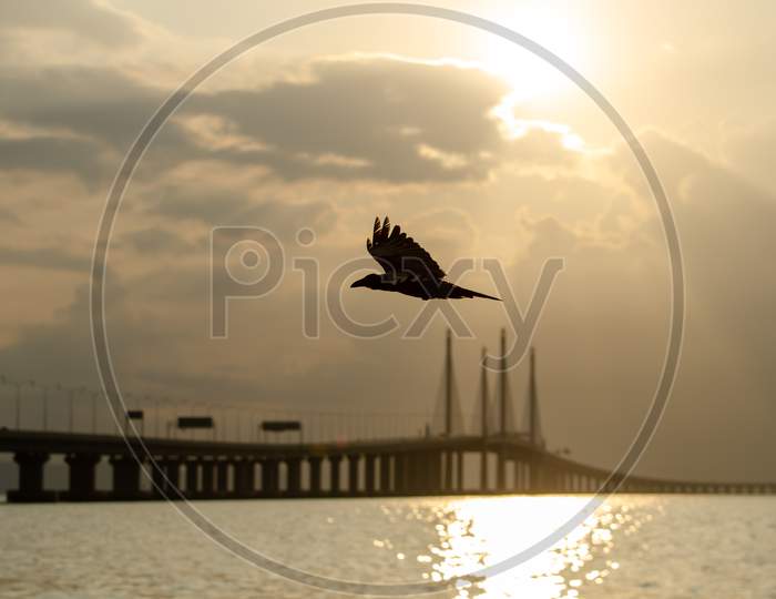 A Bird Flying. Background Is Main Span Of Penang Second Bridge.