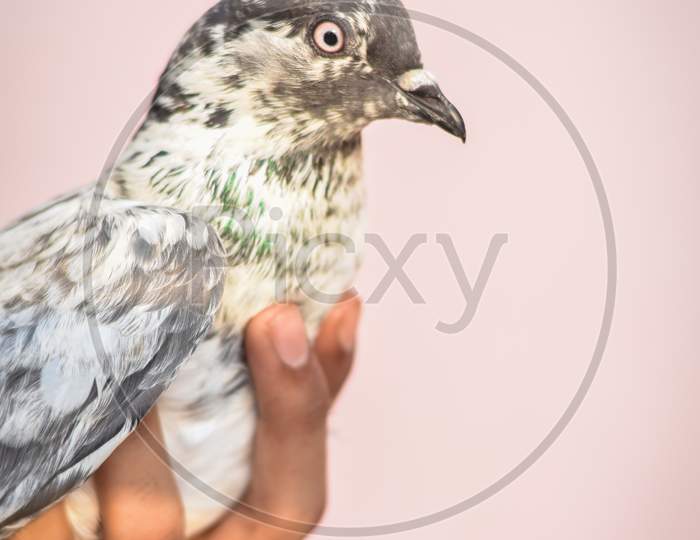 boy hand holding a black and white pigeon with blur background