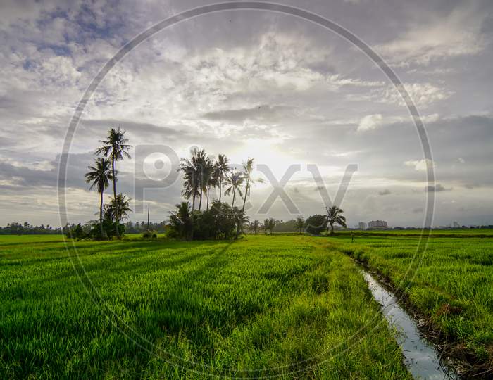 Amazing Sky At Green Paddy Field.