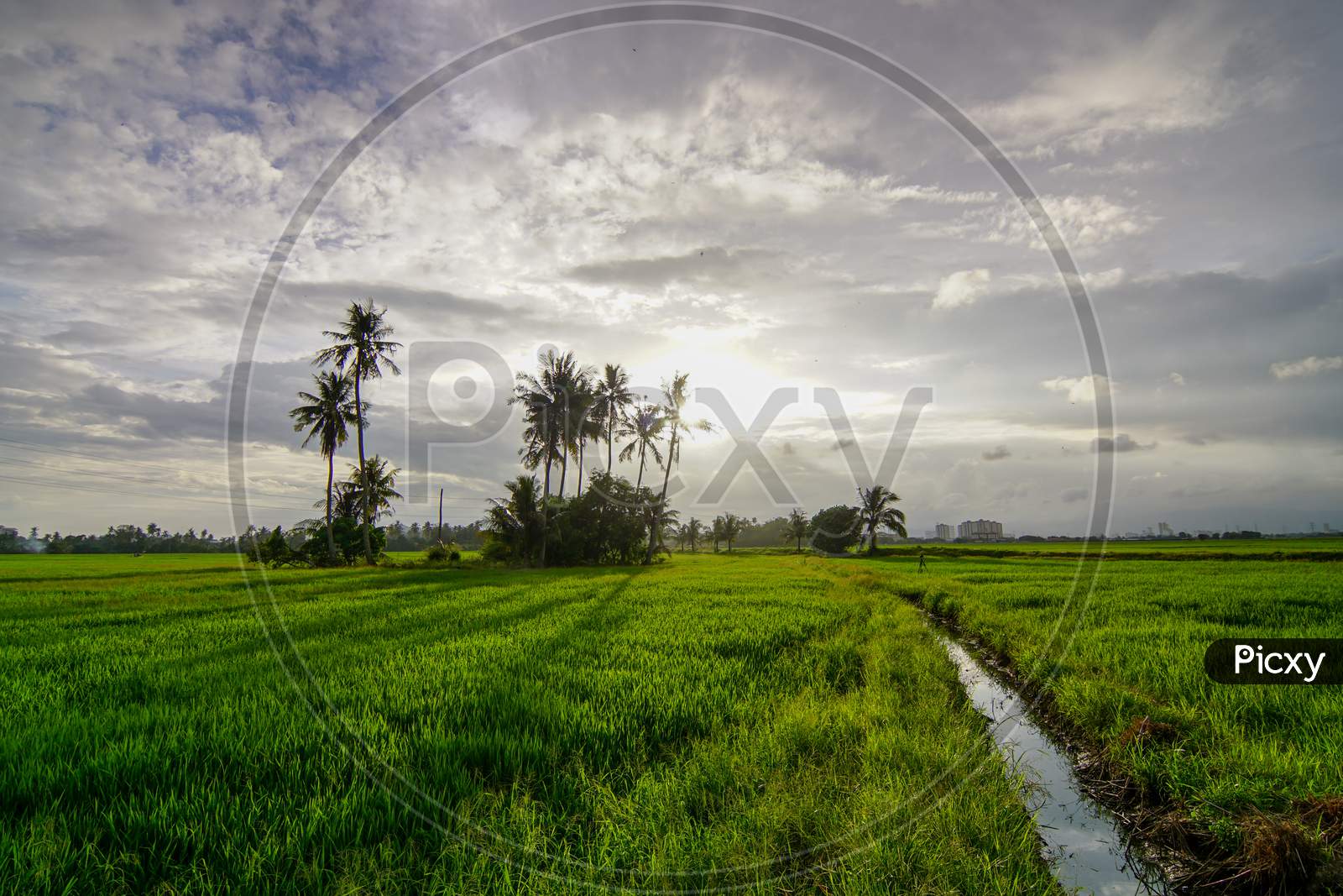 Amazing Sky At Green Paddy Field.