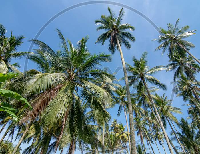 Coconut Trees Under Hot Tropical Sunny Day.