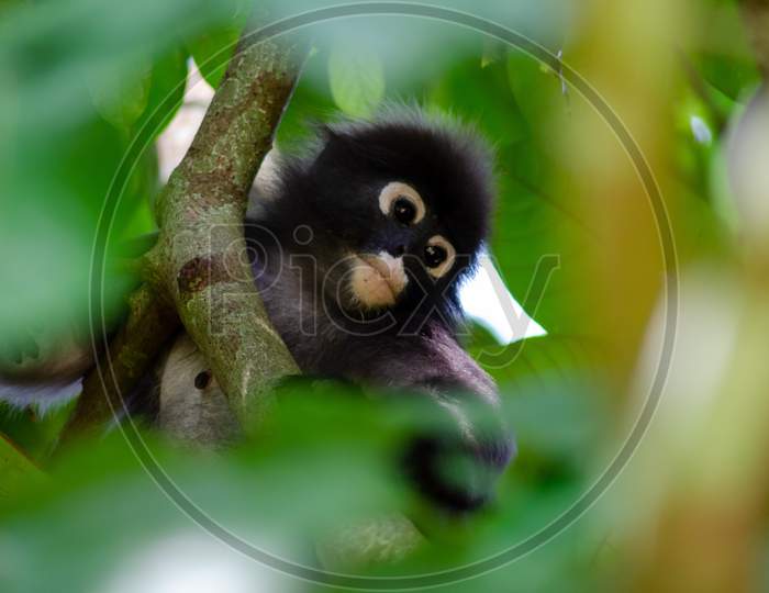 Dusky Leaf Monkey Climb At Tree In Penang National Park.