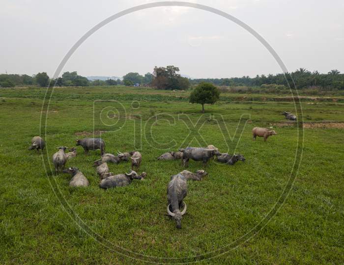 Water Buffaloes Grazing Grass In Field.