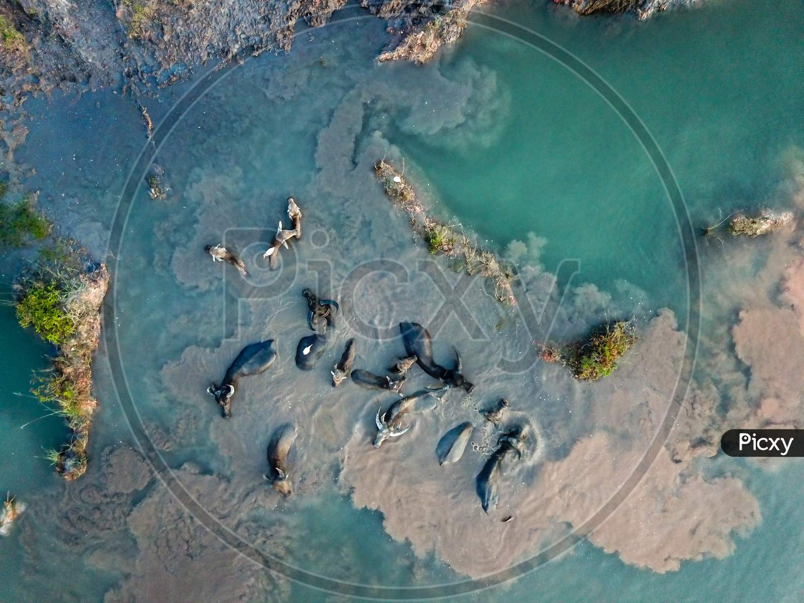 Herd Of Buffaloes Swim In Water.