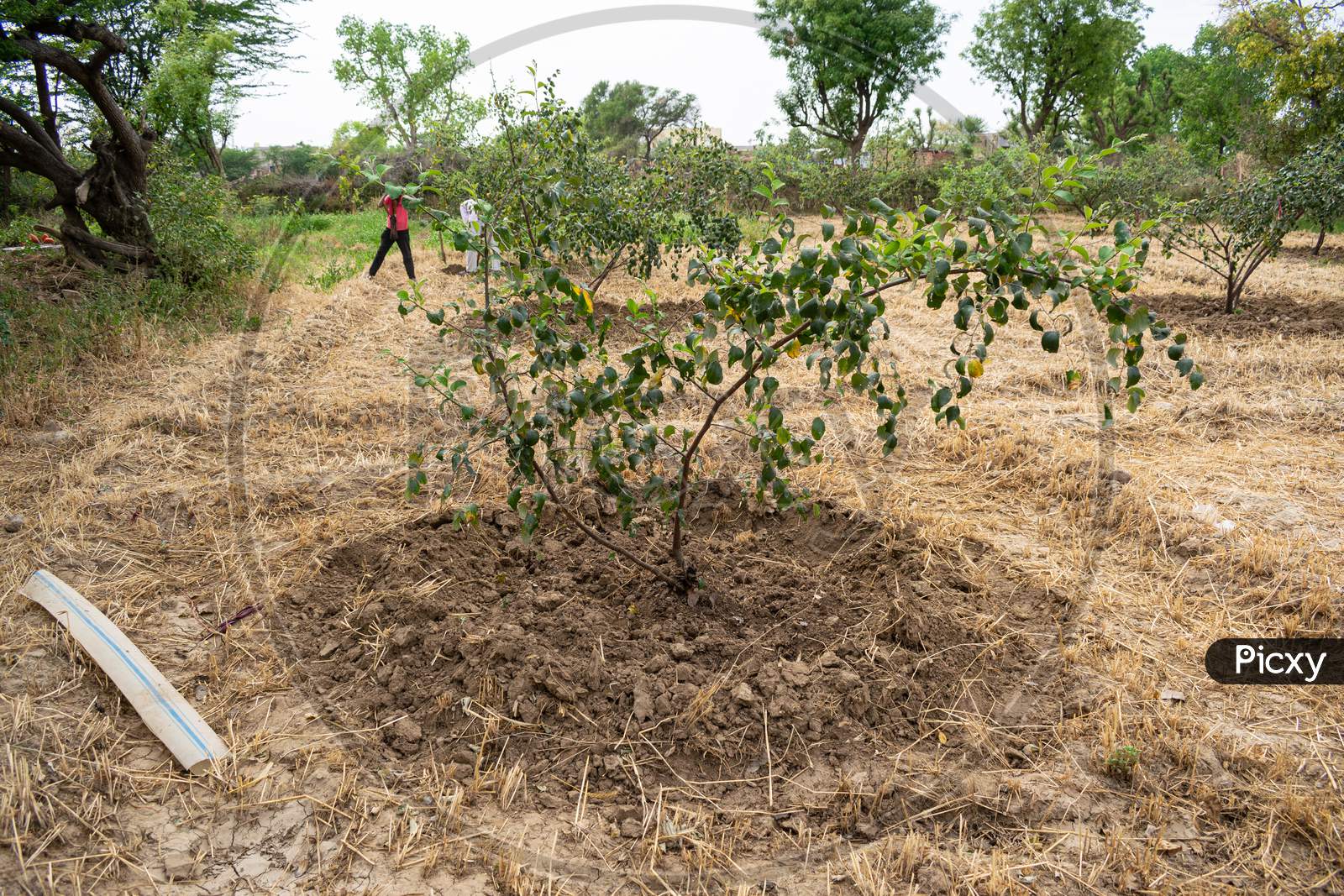 A pit dug around a plum tree for watering the plant