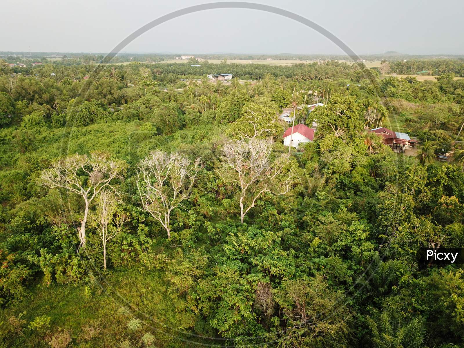 Aerial View Bald Trees At Green Rural Area At Malays Village.