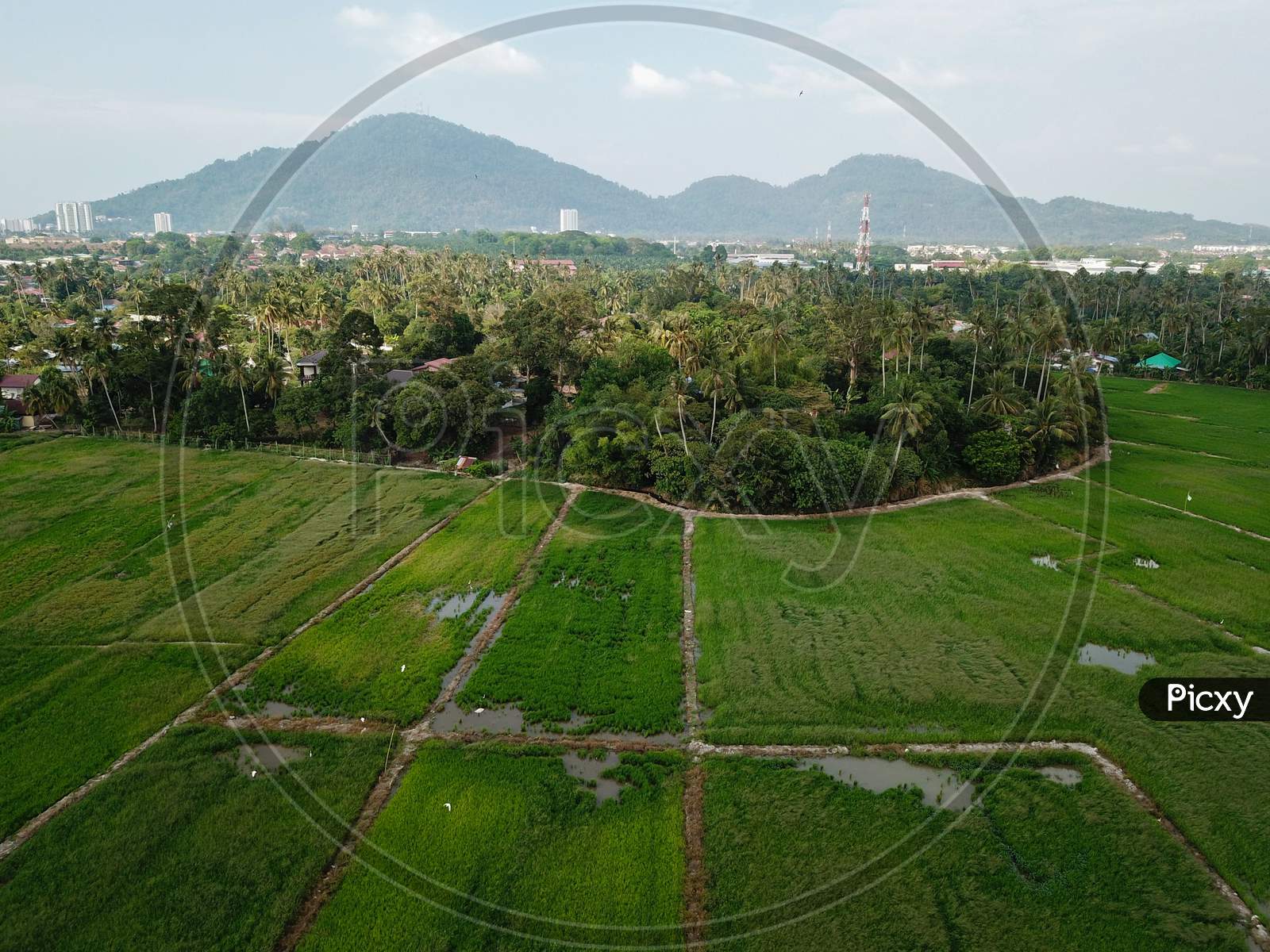 Drone View Green Paddy Field.