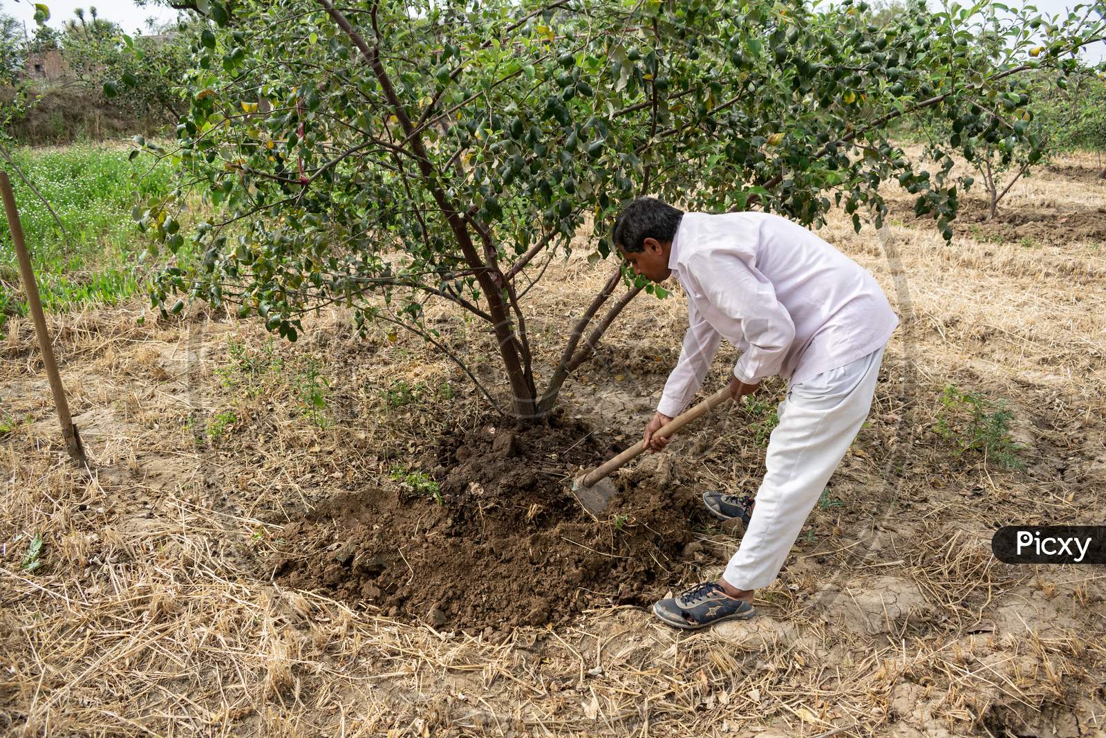 Preparation of pits around plum trees for watering and hoeing or gudai around the trees by farmer using spade